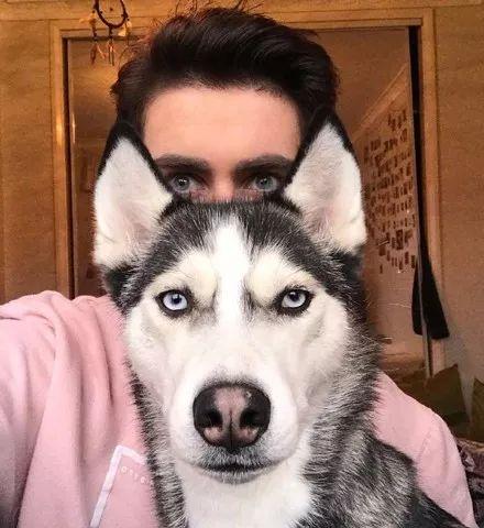 二哈萌图白色背景,纯白背景下的呆萌瞬间